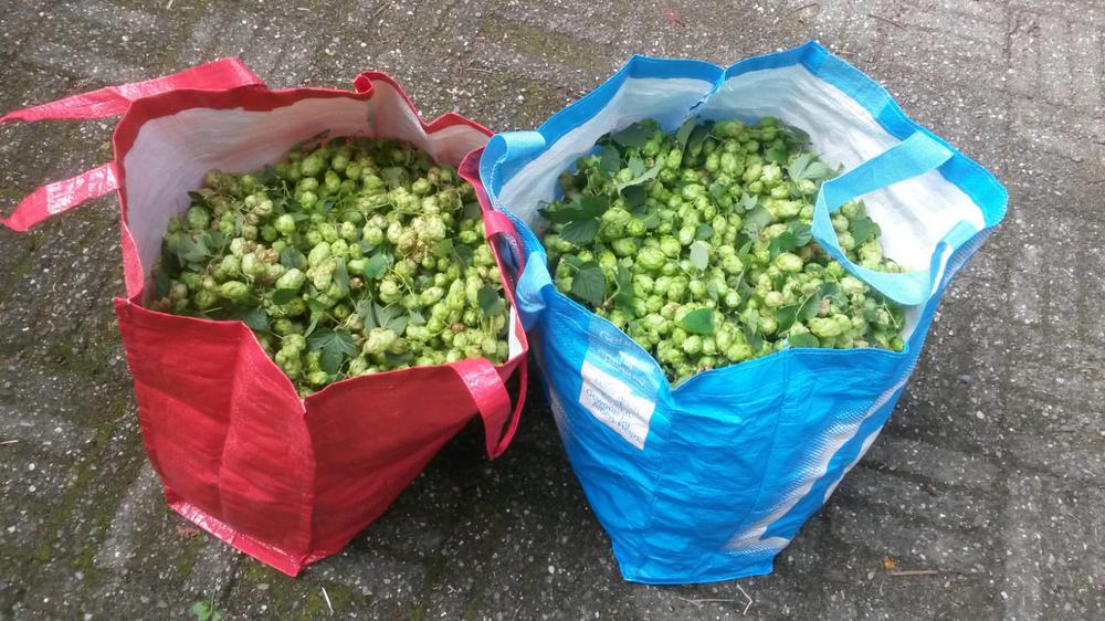 Fresh hop brouwen, Altena